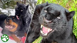 Geretteter Schwarzer Panther geht ungewöhnliche Freundschaft mit Rottweiler ein