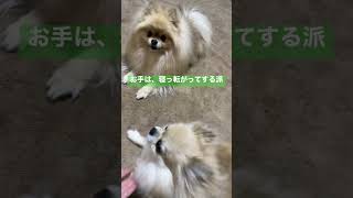 お手は寝っ転がってする派 #チワポメ #ポメチワ #いぬ #犬