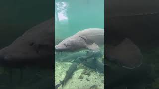 Herman the Sturgeon
