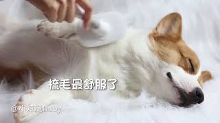 【小短腿Duby】柯基犬 最爱梳毛了