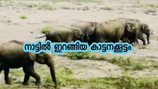 കാട്ടാനക്കൂട്ടം നാട്ടിൽ...