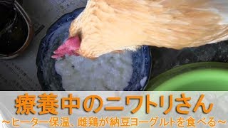 療養中のニワトリさん～ヒーターで保温、雌鶏が納豆ヨーグルトを食べる～