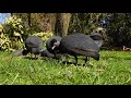 kenya guineafowl