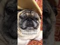 【パグ 】ある日のツンデレぶんちゃん＃shorts＃パグ ＃pug＃犬のいる暮らし