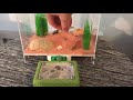 unboxing camponotus ant colony and introducing them into an outworld