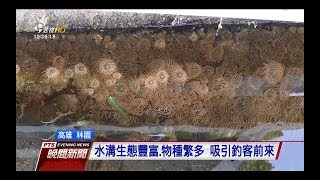 高雄生態奇景 排水溝竟有10種海洋生物　20180123 公視晚間新聞