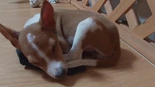 天使が我が家にやってきた！仔犬のお迎え?/バセンジー犬