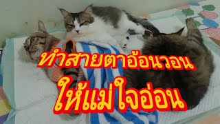 ทำสายตาอ้อนวอนให้แม่ใจอ่อน!!@cats_home @stray_cats