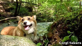 2024年8月 振り返れば暑い夏を思い切り楽しんできたコーギー / My Corgi had a great time during the hot summer of 2024