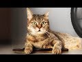 Lady Gaga - Applause - Cats Cover