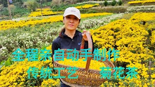 安徽皖南茶乡魅力，亲手制作采摘，分享菊花茶制作工艺