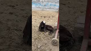 Beetal goat’s (new born baby in farm) #shivgoatfarm #animals #goat