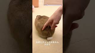 中に綿でも詰まってんのかな#うさぎ #usagi #short #funny