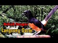 Suara burung, rahasia meningkatkan kualitas kicauan, masteran burung, murai batu, instrumental, bird