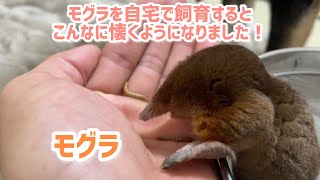 【保護して4年】野生のモグラを自宅で飼育すると、こんなに懐くようになりました。※虫苦手な人は閲覧注意