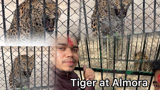 Tiger at almora zoo