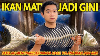 IKAN MATI PELIHARAANKU JADI BEGINI! HASIL ARTICULATING SKELETON CHANNA MARU TERBESAR AKU!