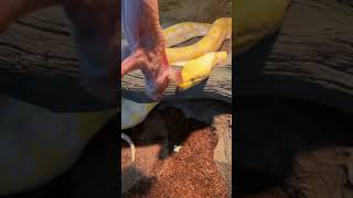 GIANT SNAKE EATS BABY PIG!! | BRIAN BARCZYK