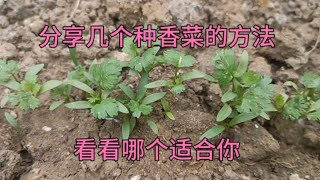 香菜什么时候可以种？分享几个种香菜的方法，看看哪个适合你