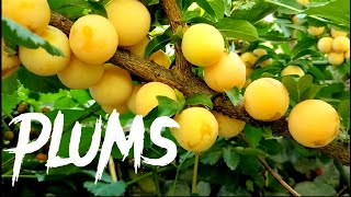 Golden Plum Picking | Chitral fruits | 2022