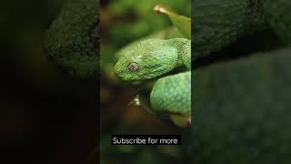 Green Snake | dangerous | Venomous