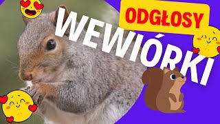 Wiewiórka. Odgłosy wiewiórki. dźwięki wiewiórki. Squirrel sounds. squirrel sounds. ODGŁOSY ZWIERZĄT