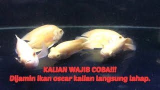 TIPS AMPUH MENGATASI IKAN OSCAR YANG MOGOK MAKAN!!!!