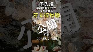 京都夜散歩 第34回　春の京都 2023 桜巡り　闇夜に浮かぶ夜桜 〜京都府立植物園〜　予告編　本編へはコメント欄からどうぞ。