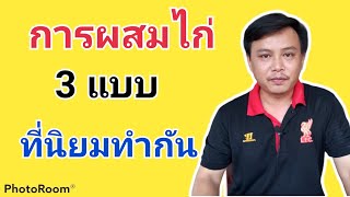 การผสมพันธุ์ไก่ในปัจจุบันที่นิยมทำกันมีกี่วิธี