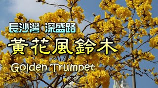 [輕輕鬆鬆，賞花遊蹤] : 黃花風鈴木 @ 長沙灣 深盛路 Golden Trumpet @ Sham Shing Road, Cheung Sha Wan