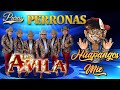 Los Avila Exitos Sus Mejores Canciones 🧨 Puros Huapangos Mix 2024 🎷