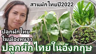 สวนผักไทย​ของสะใภ้​อังกฤษ​ ในเมืองหนาว​2022