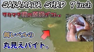 【サカマタシャッド7インチ】足元で丸見えバイト！サカマタを使いたくなる理由がこれ。