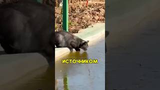 Она хотела спасти их #shorts #добро