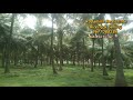 23 acre coconut farm for sale in near vathalakundu dindigul district. per acre 17 lakh.