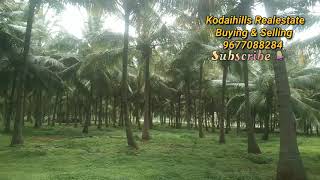 23 Acre coconut farm for sale in near vathalakundu, Dindigul district. Per acre 17 lakh.