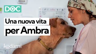 Kodami DOC: la sterilizzazione di Ambra, la cagnolina sfruttata per fare cuccioli