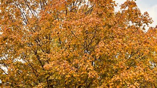 ស្លឹកឈើមានពណ៏ស្អាតណាស់/ Beautiful trees color🍂🍁