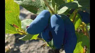 Why a Manitoba couple made the switch from growing grains to Haskap berries