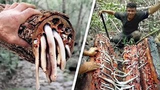 10 Most Dangerous Trees You Should Never Touch