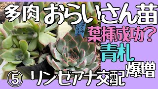 【多肉植物】⑤おらいさん苗爆増中　月影の宵Ｘリンゼアナ　胴切り後の葉の数は？何枚くらいが良い？