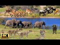 African Springboks 8K 10 bit color - Wild Animals Of Africa | 8K Nature Documentary Film