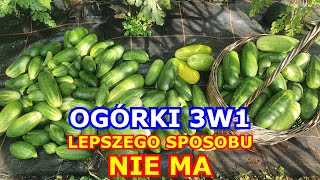 Uprawa Ogórków 3w1. Lepszego sposobu NIE MA! Ogórek gruntowy wyda bardzo dobre plony!