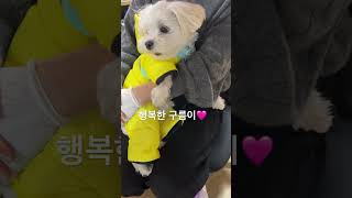 #cute#puppy#강아지#강아지일상#구름이#말티즈#말티즈강아지#귀여운강아지#잘생긴강아지#cutedog