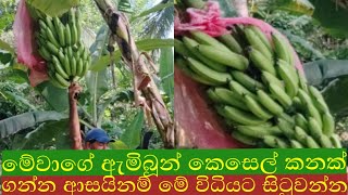 ඇමිබූන් කෙසෙල් වගාව කාභනික/Ambun kesel wagawa kabanikawa