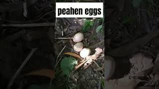 Peahen eggs 🙄🙄 #shorts #shortsfeed #peaheneggs #viral #youtubeshorts #ytshorts #trending #animal