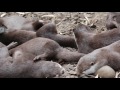 애니한tv 재미있는 자연관찰 이야기 수달 otter 교육 동물 animal