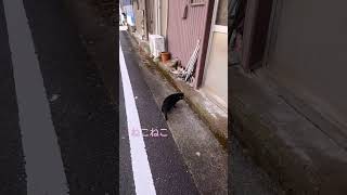 通りすがりの黒猫さん🐈️ #shors #cat #猫 #猫動画 #野良猫 #猫好きさんと繋がりたい #地域猫