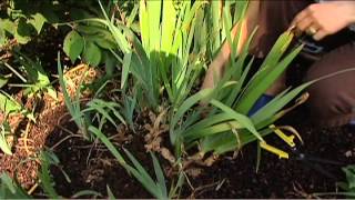 Dividing Perennials