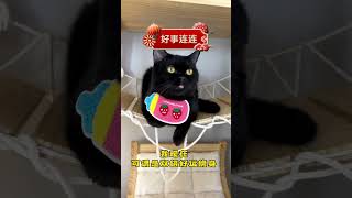 原来养黑猫真的可以带来好运呀 #黑猫 #萌宠出道计划